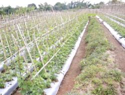 Petani di NTT Ketiban Rezeki dari Program MBG