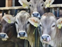 Mafia Kuota Sapi TTS Terbongkar? Sosok Non-Birokrat Diduga Jadi Pengendali