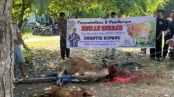 SMAN 3 Kupang Kembali Gelar Qurban, Guru dan Siswa Bersatu dalam Kebersamaan