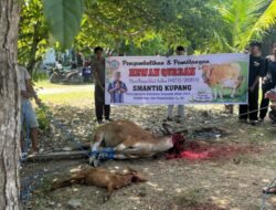SMAN 3 Kupang Kembali Gelar Qurban, Guru dan Siswa Bersatu dalam Kebersamaan