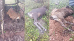 TTS Dilanda Dingin Ekstrem, Puluhan Sapi Warga Tak Bertahan
