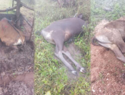 TTS Dilanda Dingin Ekstrem, Puluhan Sapi Warga Tak Bertahan